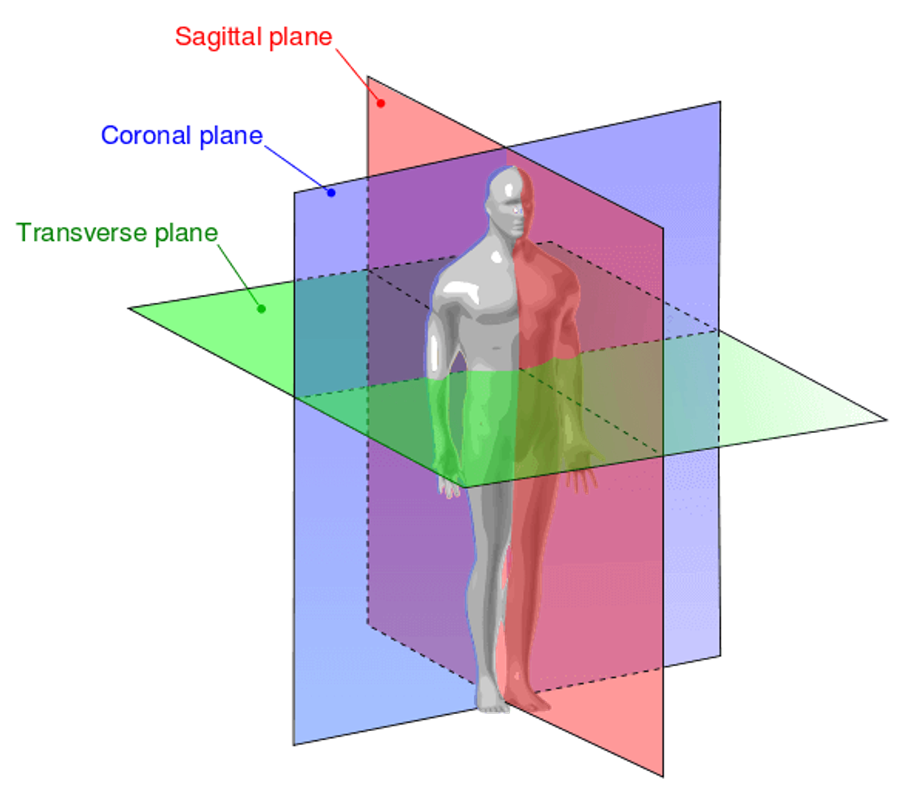 3 planes of motion: Sagittal, Coronal and Transverse